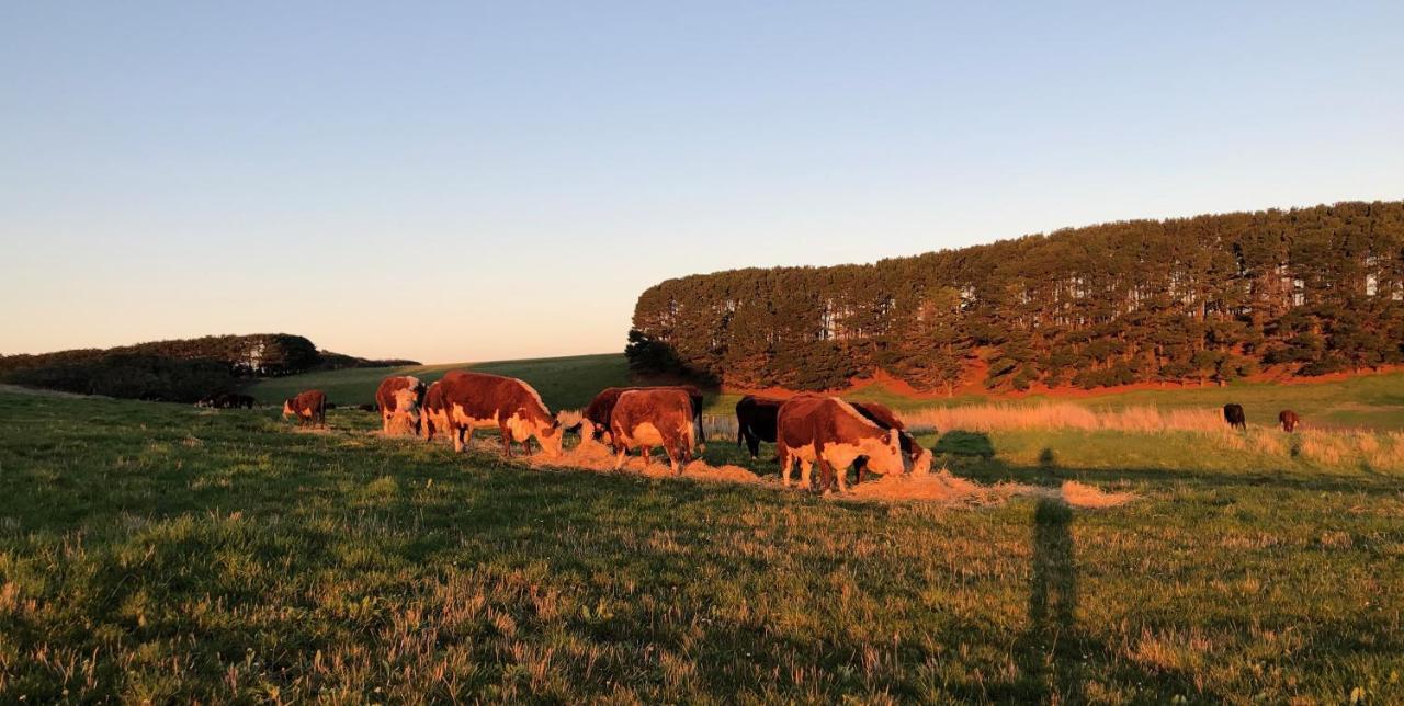 Lodge Daysy Hill Country Port Campbell